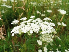 Daucus carota