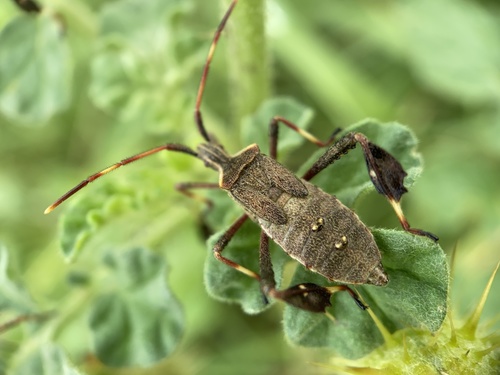 Eastern Leaf-footed Bug, photo 4 of 7