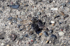 Ammobatoides abdominalis