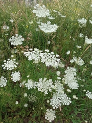 Daucus carota