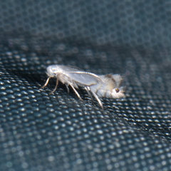 Phyllocnistis vitifoliella