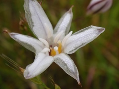 Triteleia peduncularis