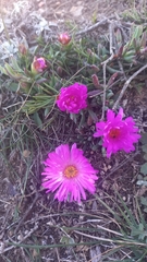 Lampranthus diutinus