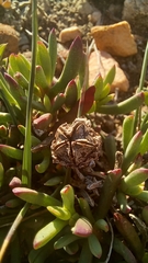 Lampranthus diutinus