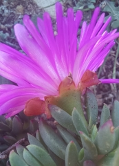 Lampranthus diutinus
