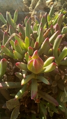 Lampranthus diutinus