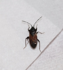 Eremocoris depressus