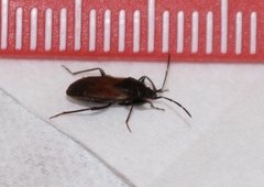 Eremocoris depressus