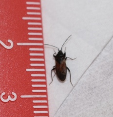 Eremocoris depressus