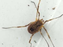 Lacinius ephippiatus