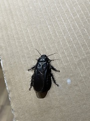 Panesthiinae