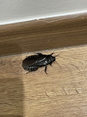 Panesthiinae