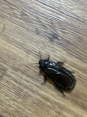 Panesthiinae