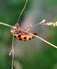 Harmonia axyridis