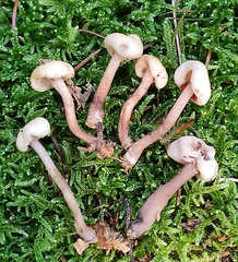 Cudonia circinans