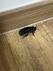 Panesthiinae