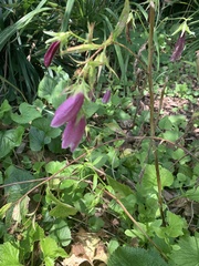 Campanula punctata