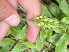 Platanthera blephariglottis