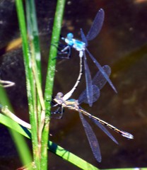 Lestes dryas