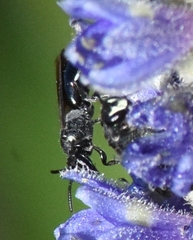 Hylaeus schwarzii