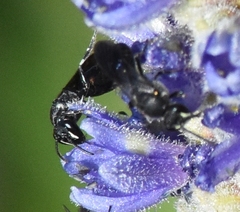 Hylaeus schwarzii