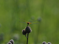 Sympetrum flaveolum