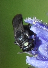 Hylaeus schwarzii