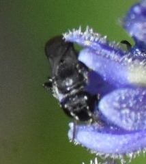 Hylaeus schwarzii