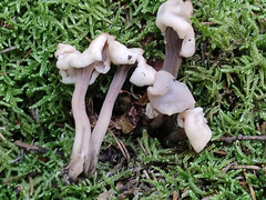 Cudonia circinans