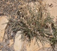 Astragalus remotus