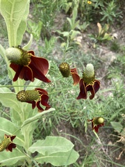 Ratibida columnifera