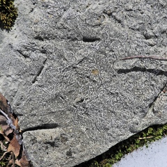 Porpidia albocaerulescens var. albocaerulescens image