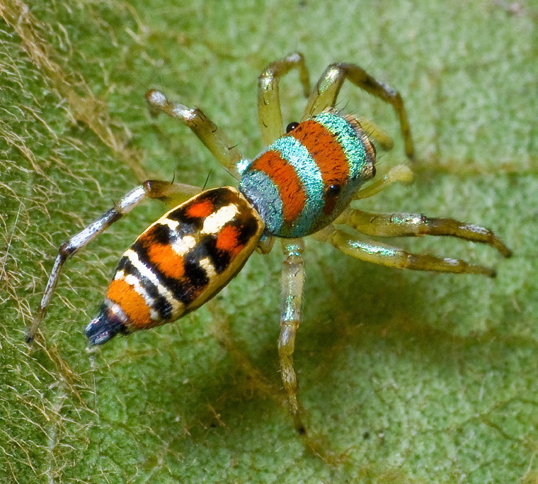 North Queensland Jumping Spider