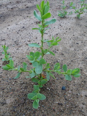 Polygonum achoreum