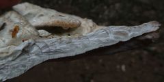 Calcipostia guttulata