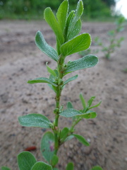Polygonum achoreum