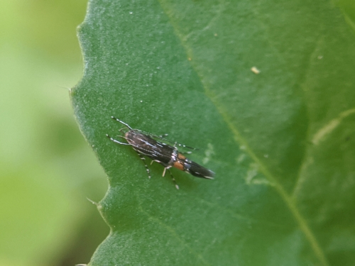 photo of (Cosmopterix)