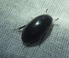 Hydrobiomorpha casta