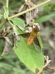 Chrysanthrax edititius