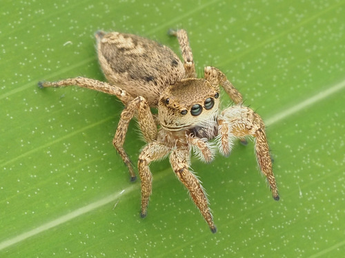Habronattus mexicanus