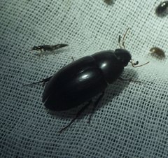 Hydrobiomorpha casta