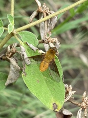 Chrysanthrax edititius