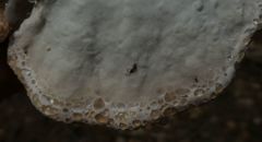 Calcipostia guttulata
