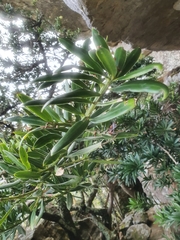 Podocarpus latifolius