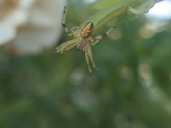Neoscona