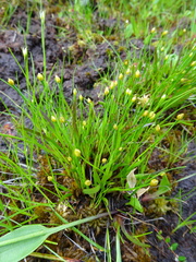 Xyris montana