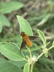 Chrysanthrax edititius