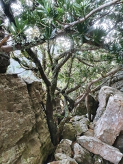 Podocarpus latifolius