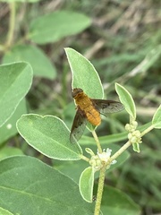 Chrysanthrax edititius