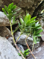 Podocarpus latifolius